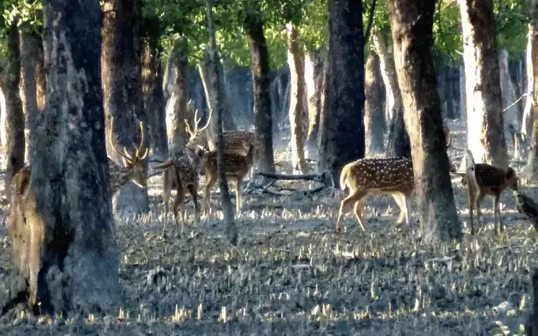 কটকা